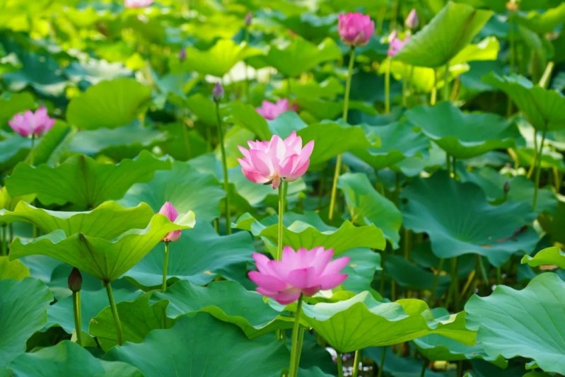 荷花品种照片.jpg