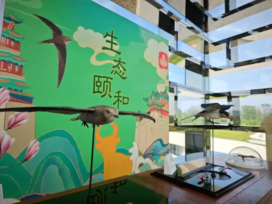 鸟类科普展示.jpg