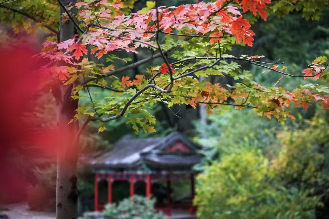 红叶美景照片.jpg
