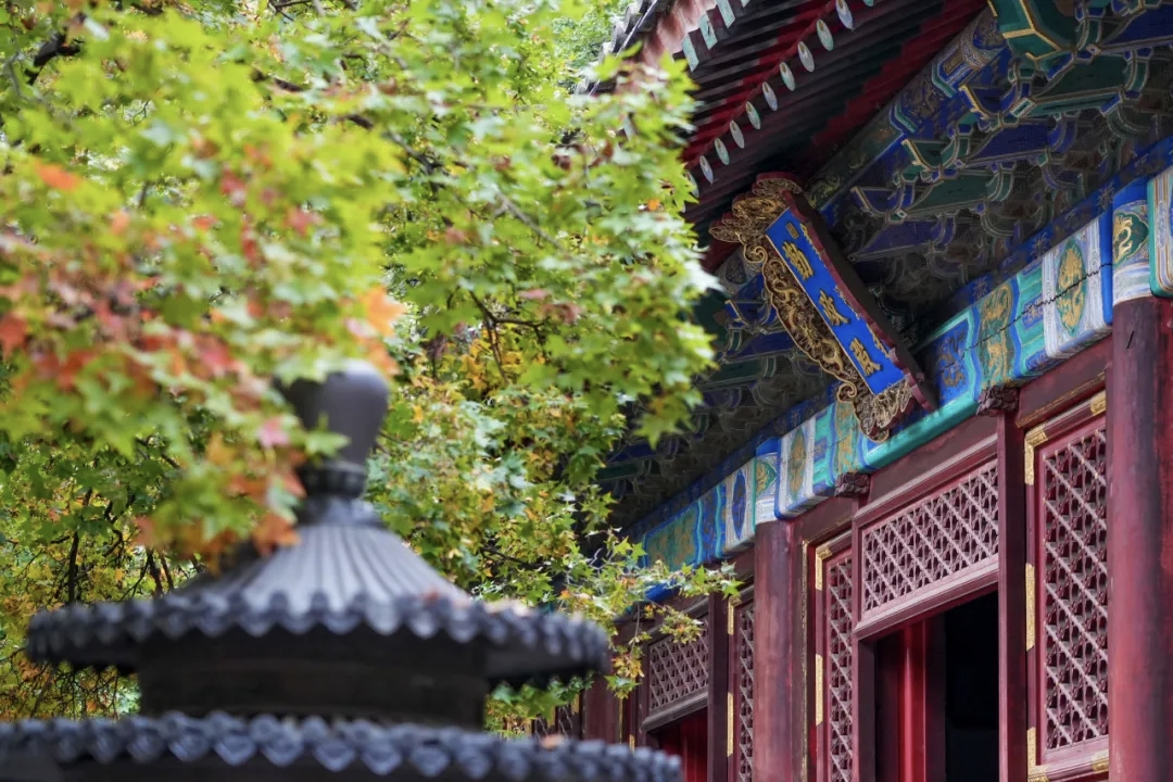 勤政殿前红叶微红.jpg
