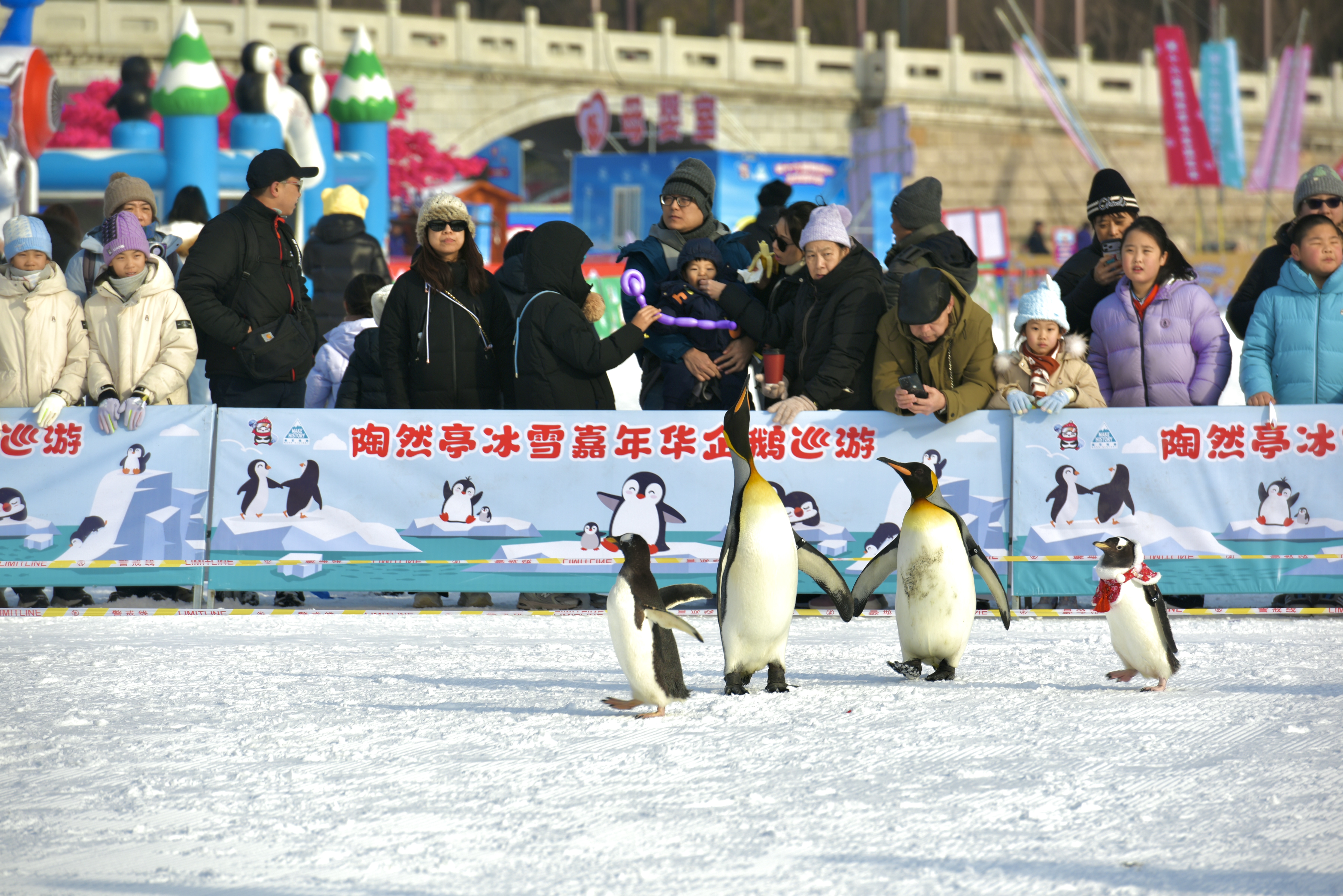 雪场企鹅巡演深受游客喜爱.jpg