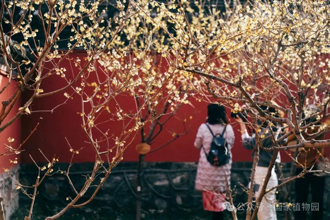 游客观赏腊梅照片