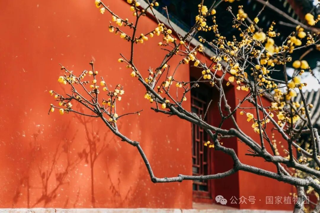 腊梅与红墙相映成趣