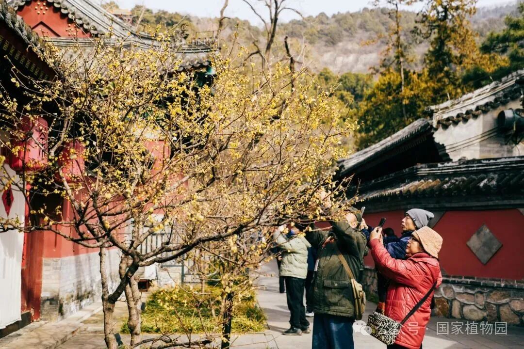 游客近距离观赏腊梅并拍照