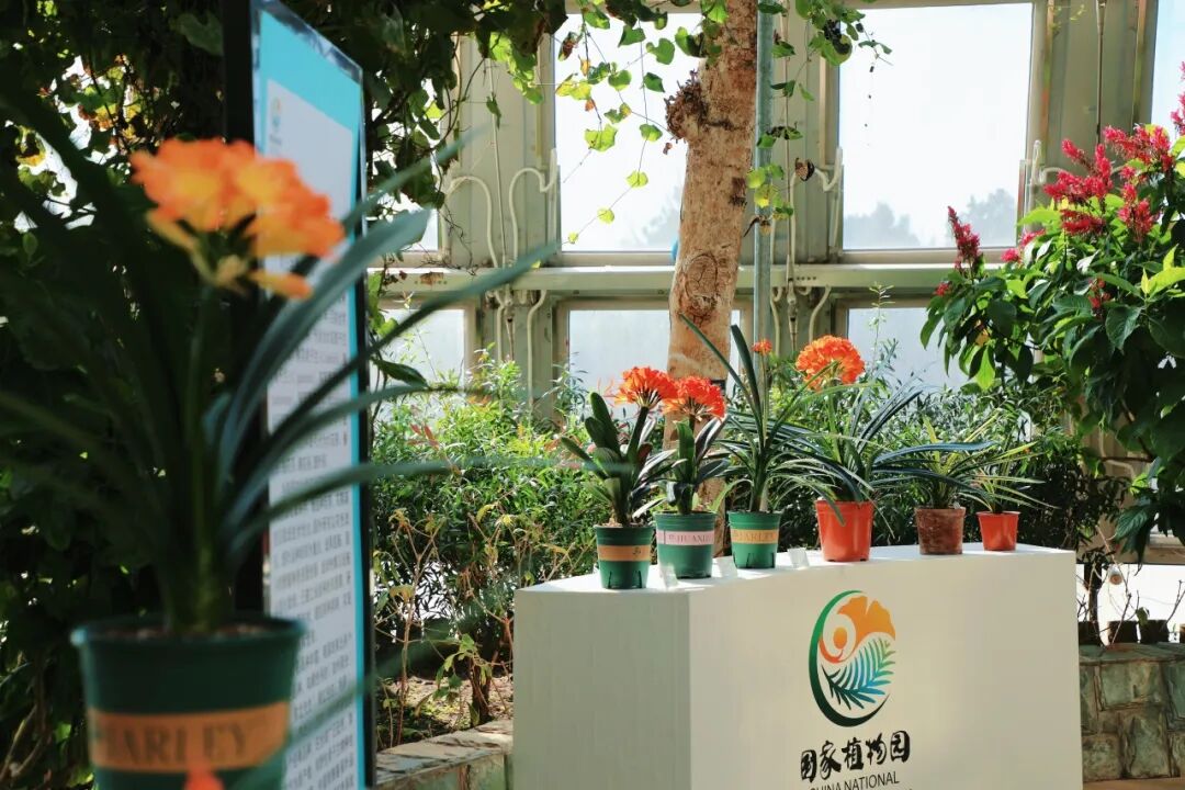 第一届君子兰展