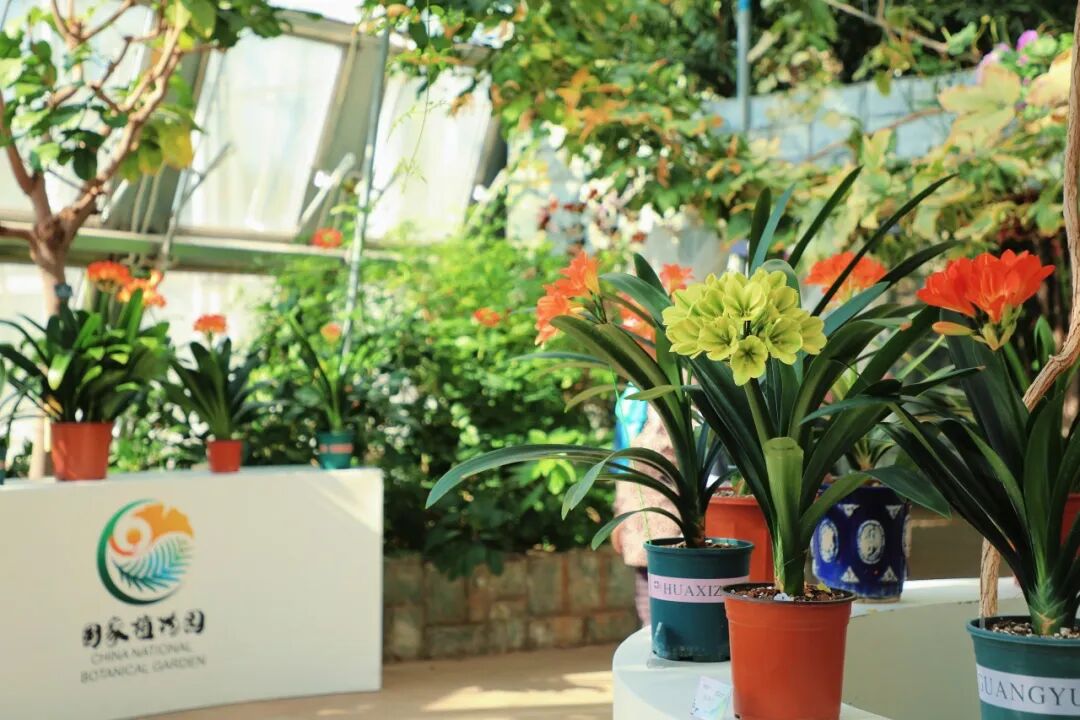 君子兰展出陈列