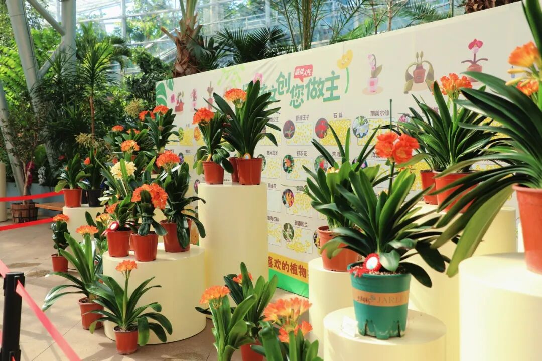 君子兰在展览温室展出