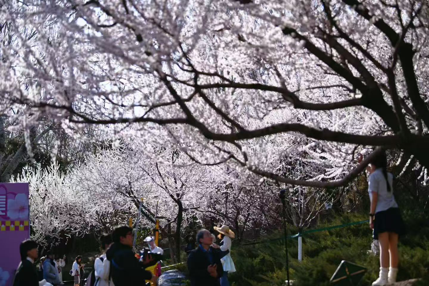 玉渊潭樱花盛开