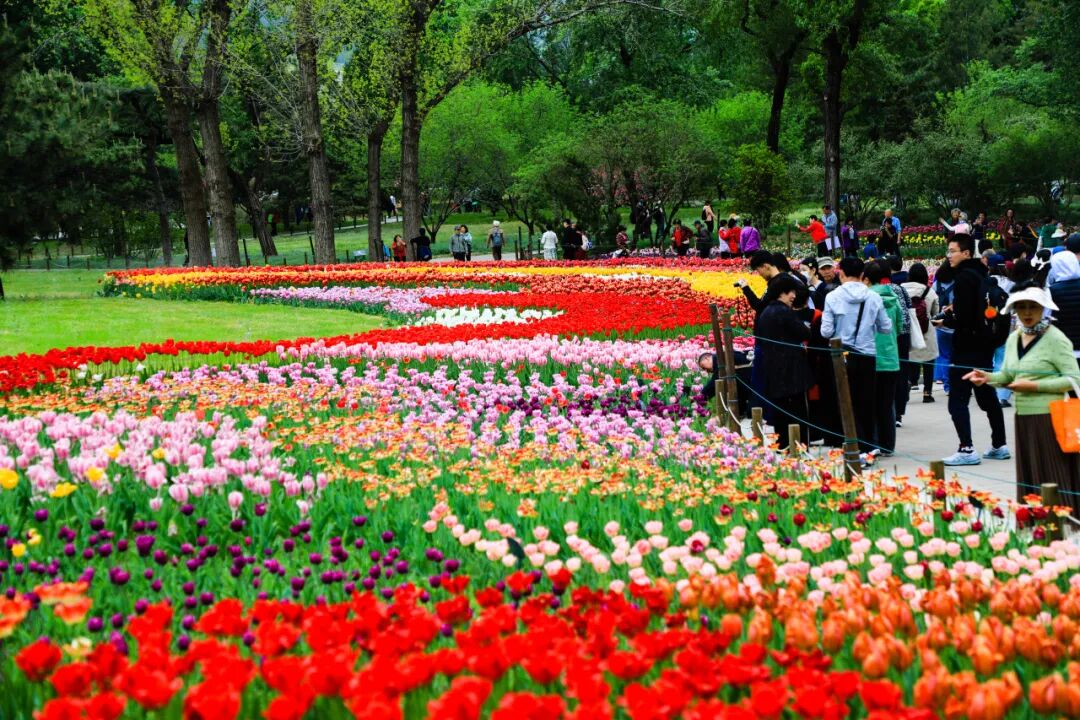 游客观赏拍照郁金香花海