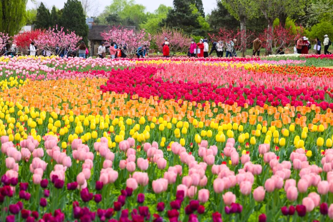 郁金香花海