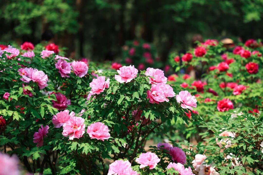 赏花场景