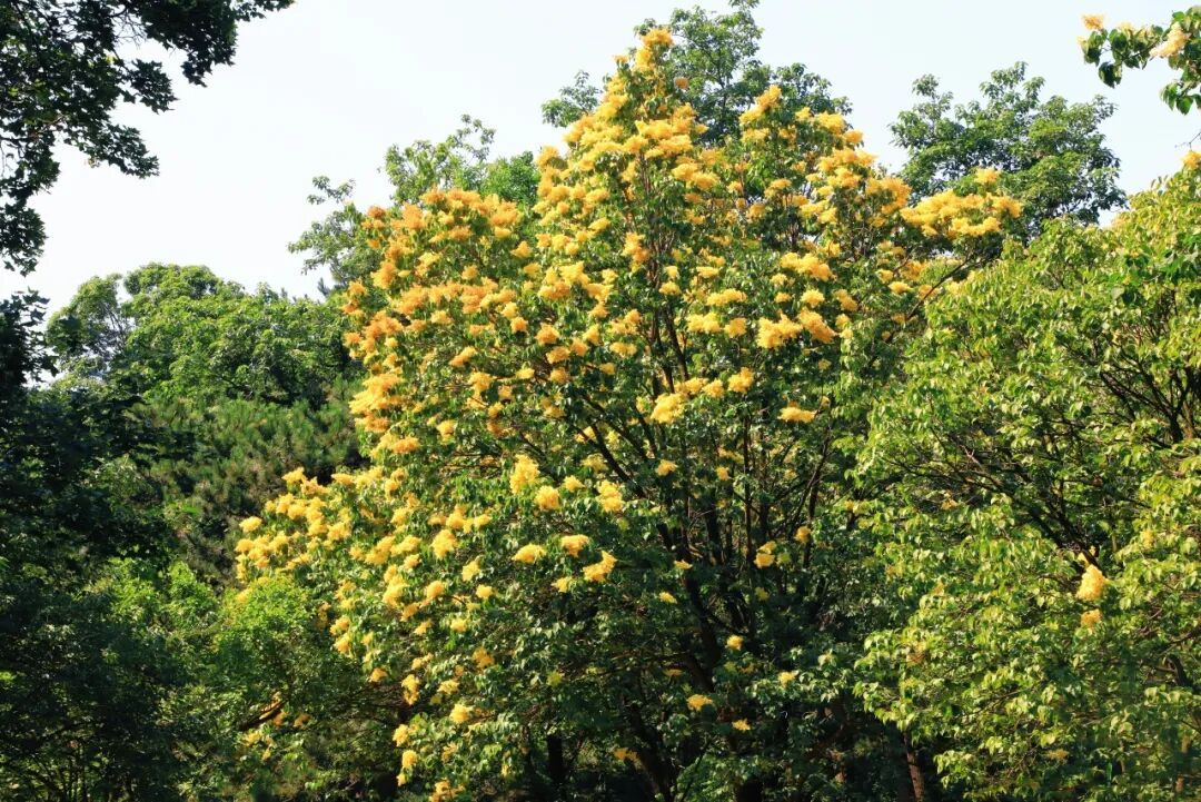 赏花场景
