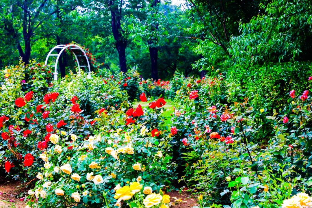赏花场景