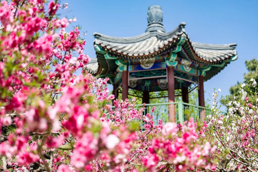 赏花场景
