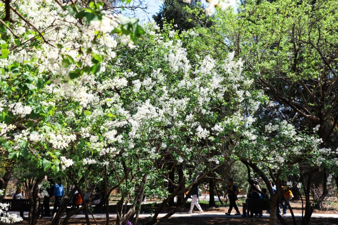 赏花场景