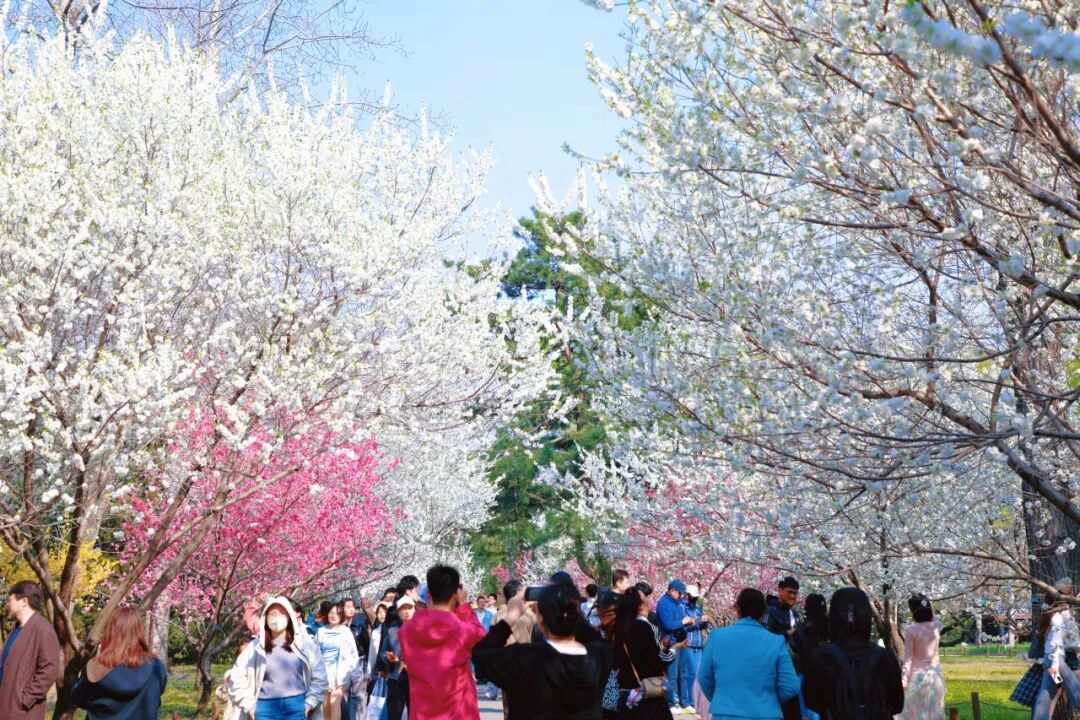 赏花场景