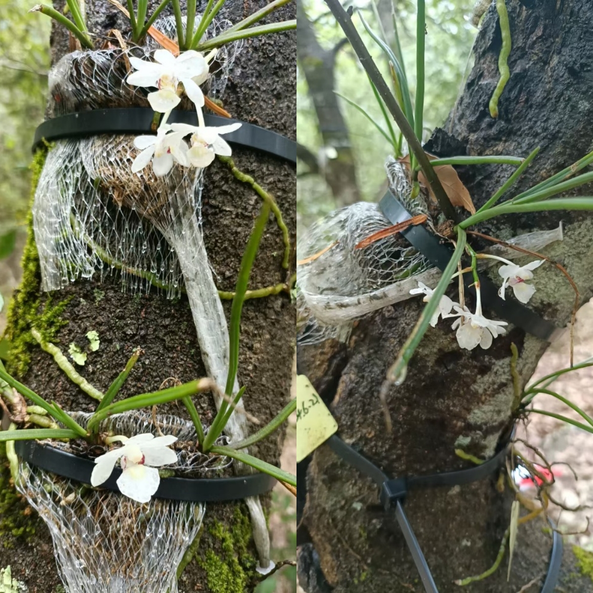 2026年5月回归植株开花