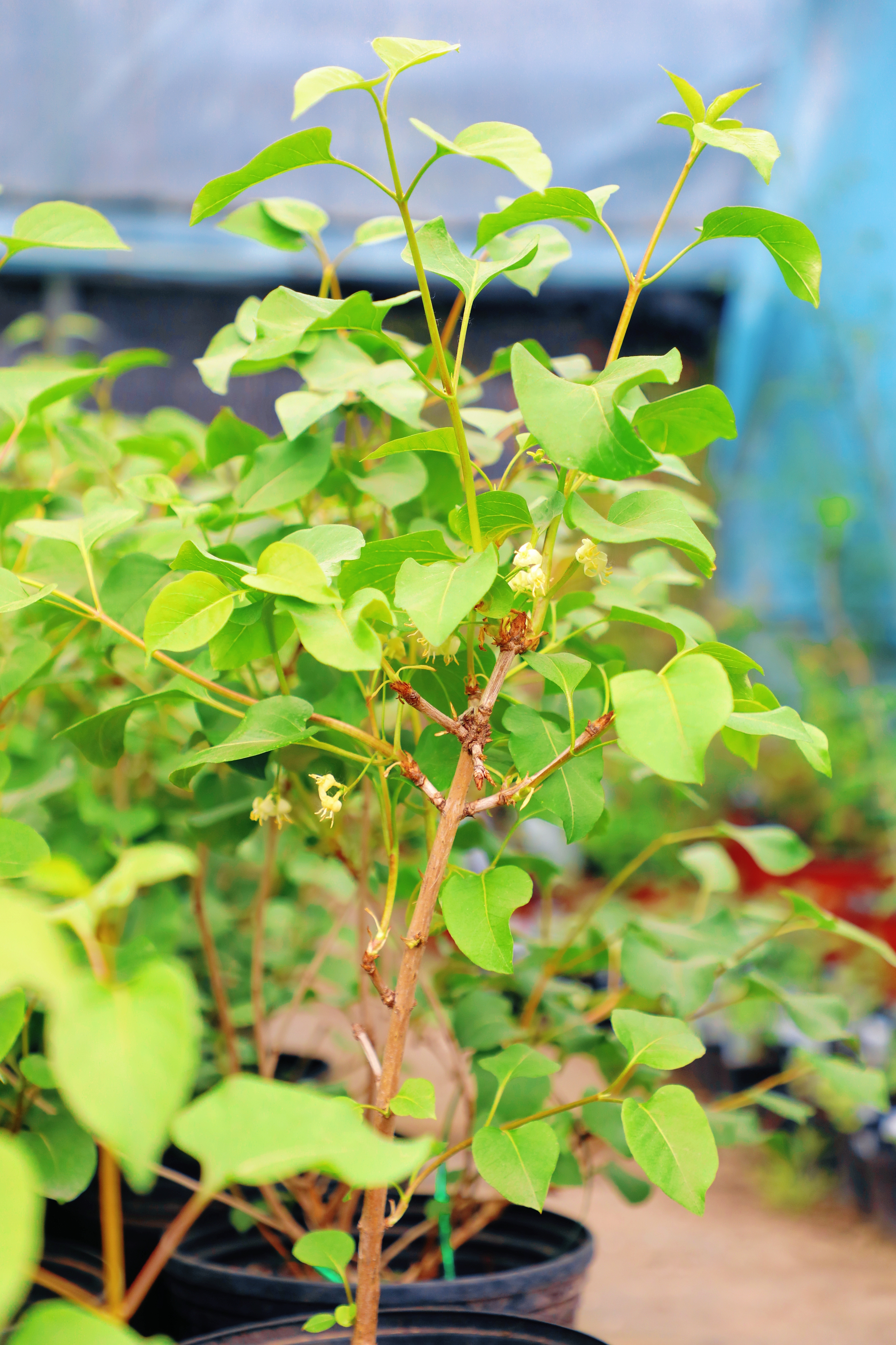 国家植物园（北园）植物研究所科研苗圃内的丁香叶忍冬