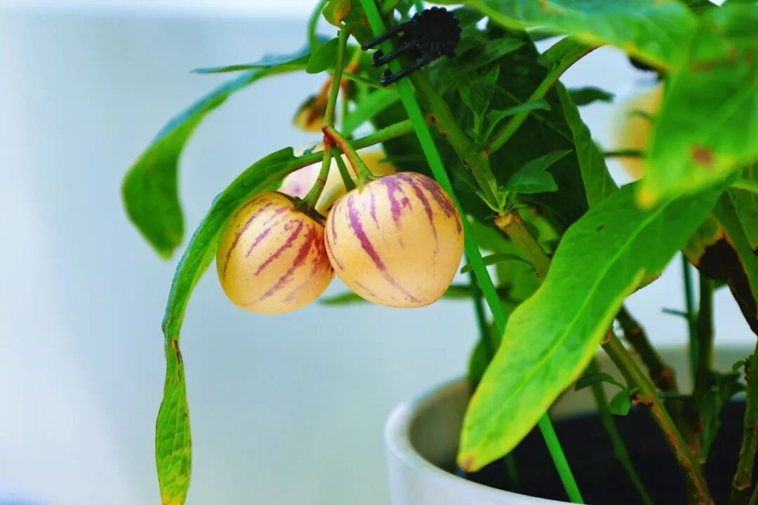 香瓜茄（人参果）