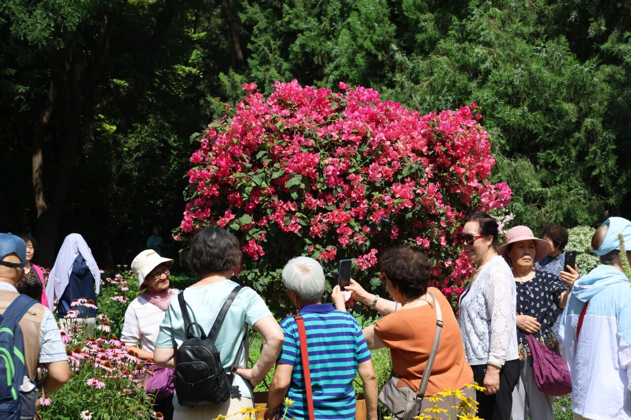 天坛公园第三届叶子花展