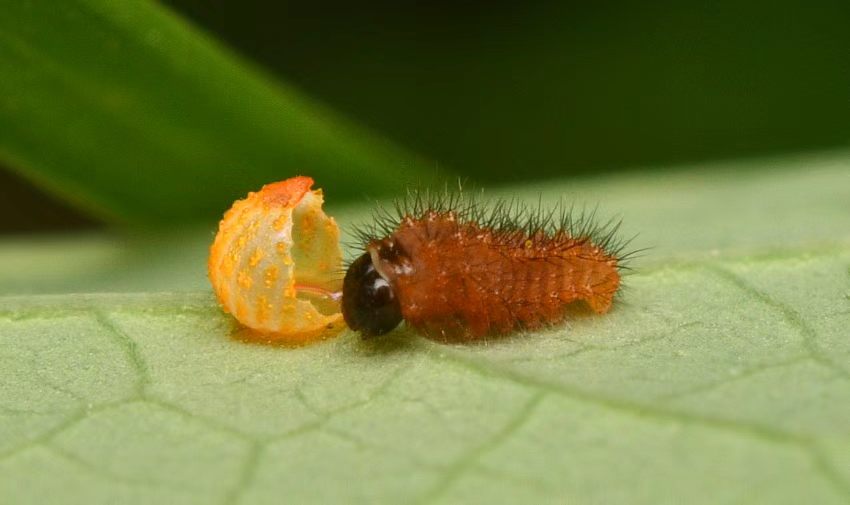 灰绒麝凤蝶幼虫