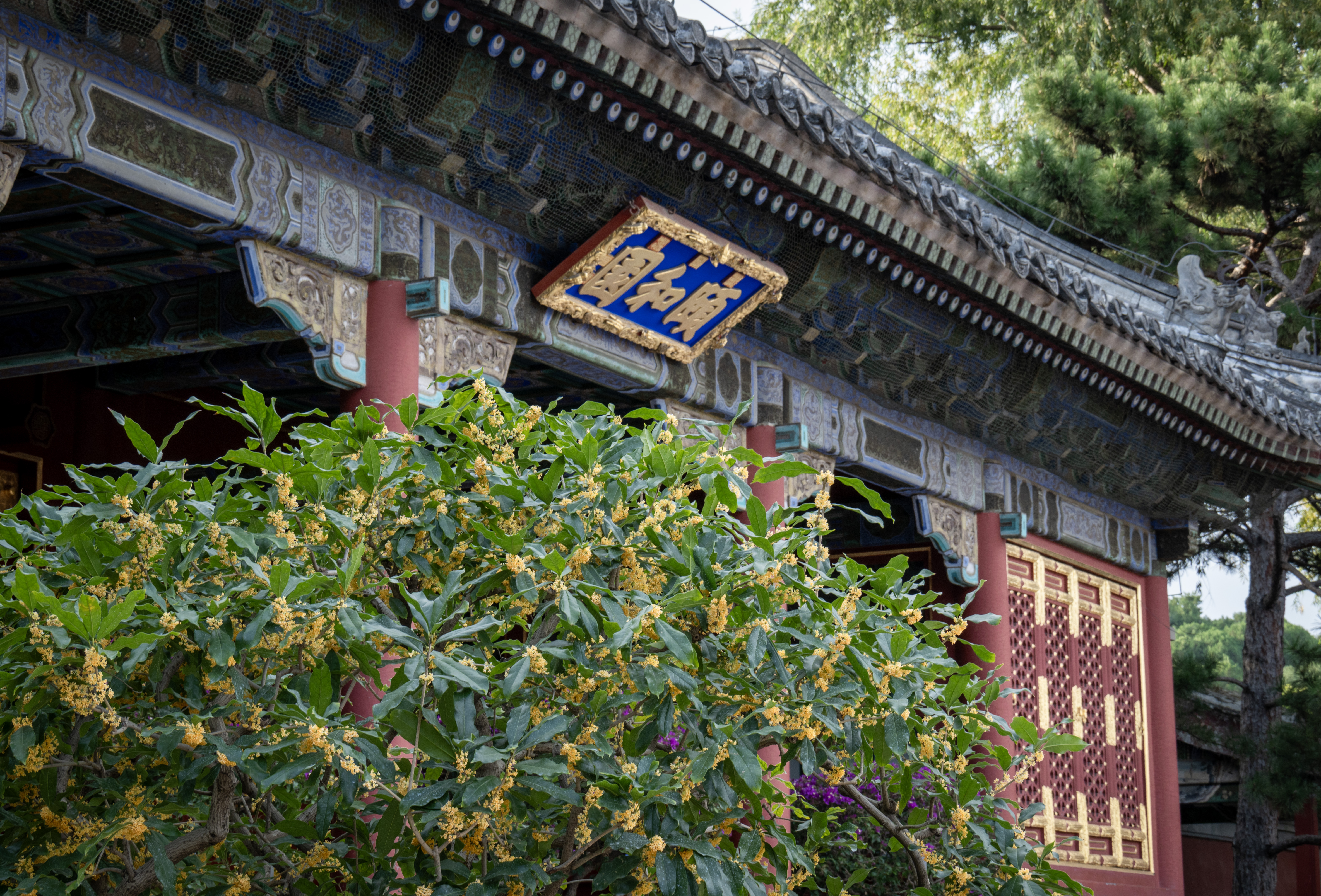 颐和园东宫门桂花.jpg