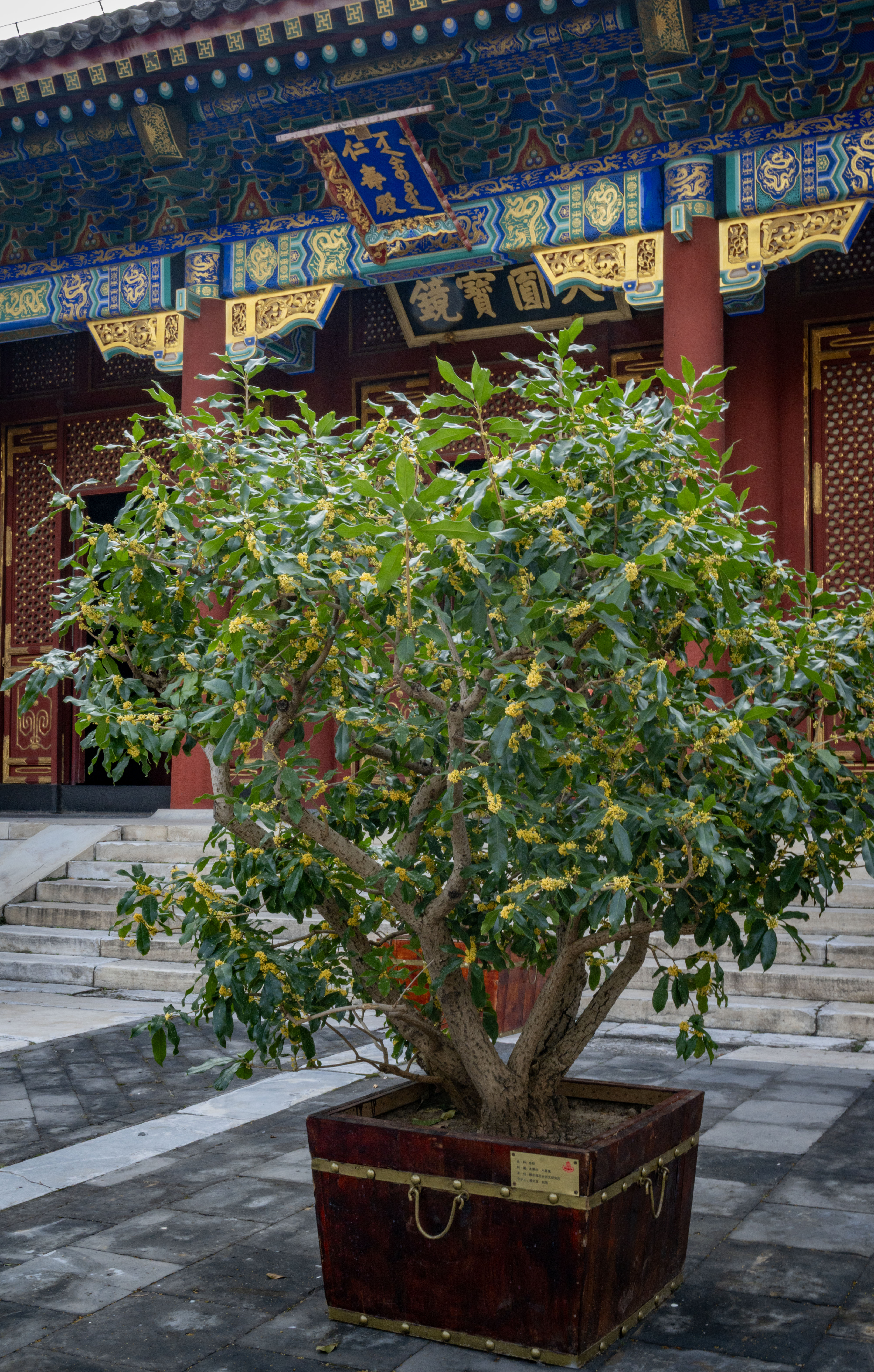 颐和园仁寿殿前桂花.jpg