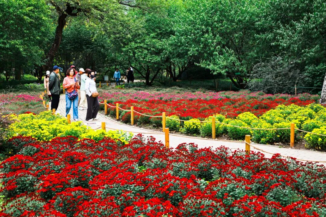菊花展核心展区