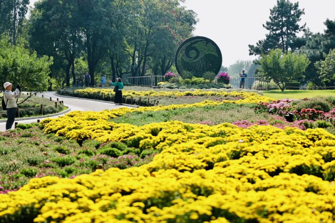 菊花展核心展区