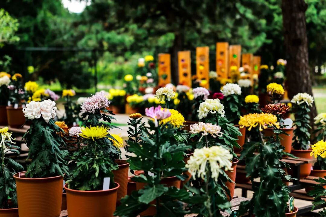 菊花展精品菊展区