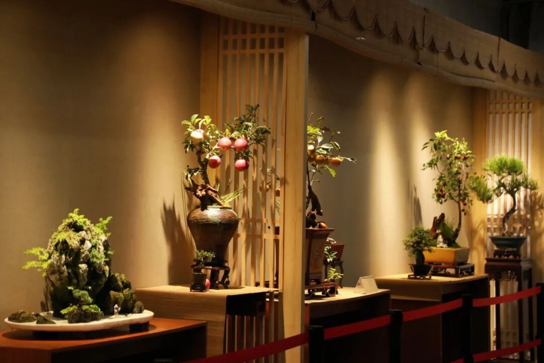 盆景展