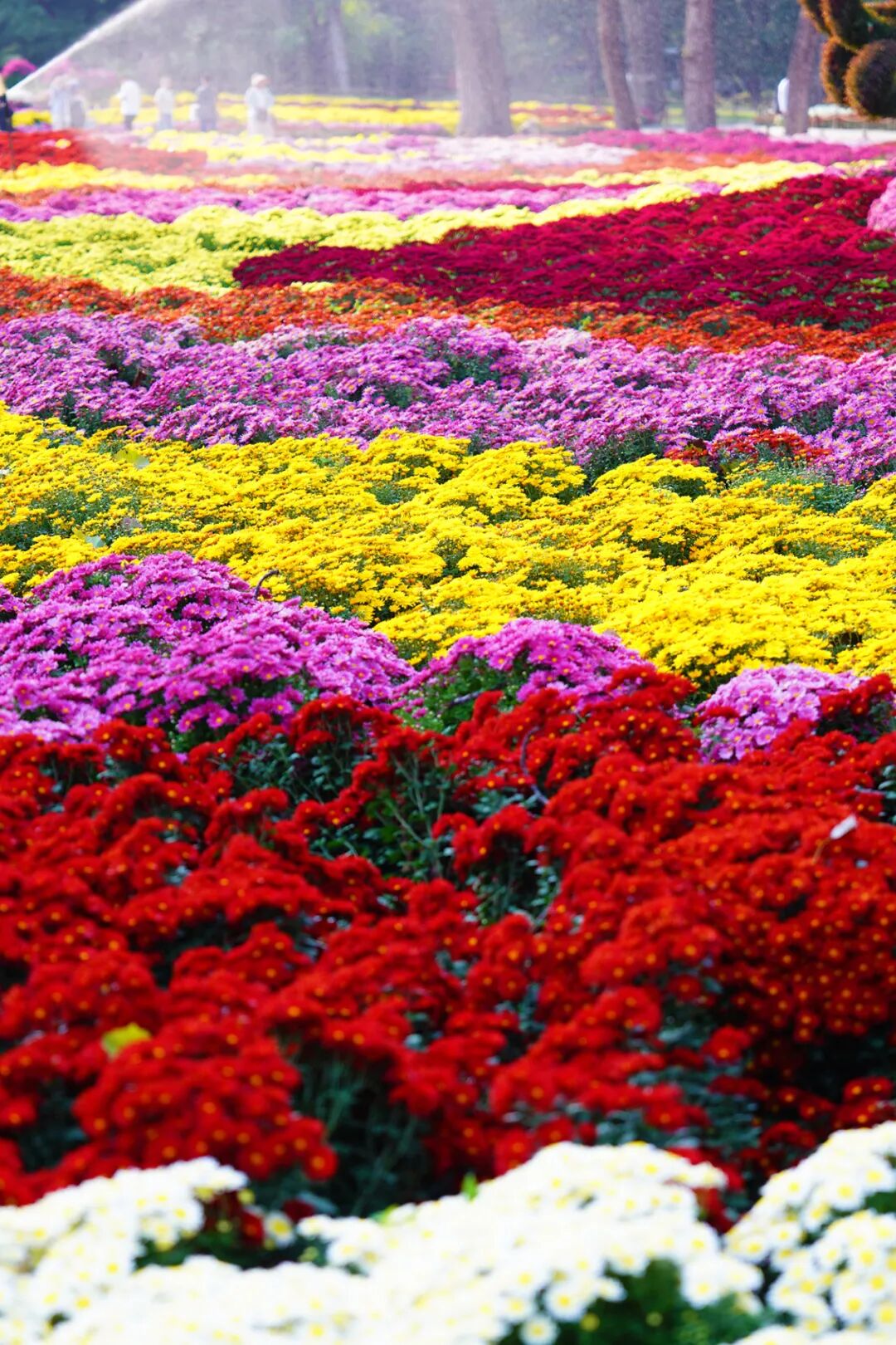 菊花展核心展区