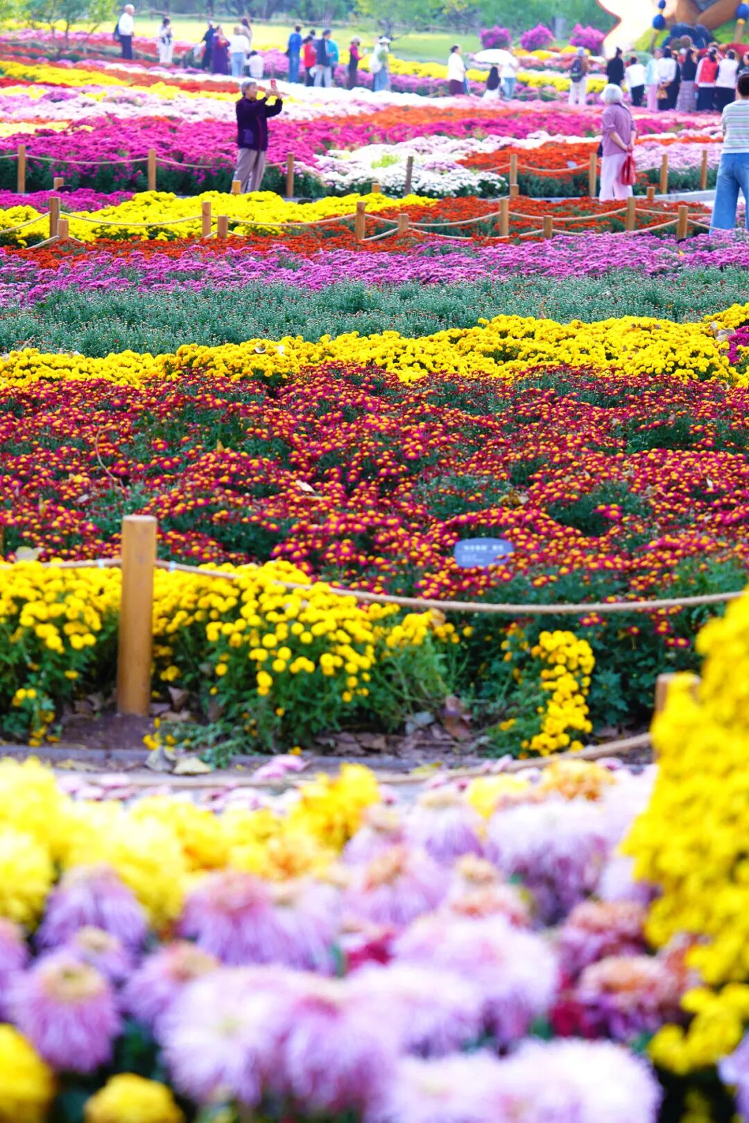 菊花展核心展区