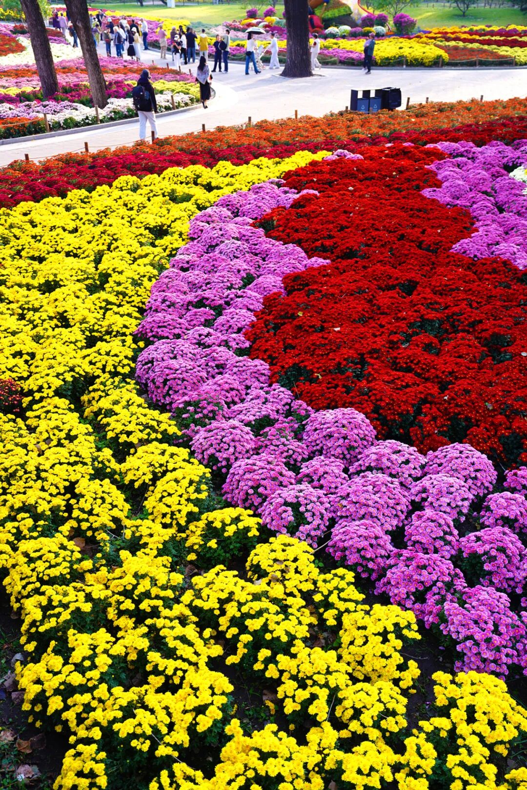 菊花展核心展区