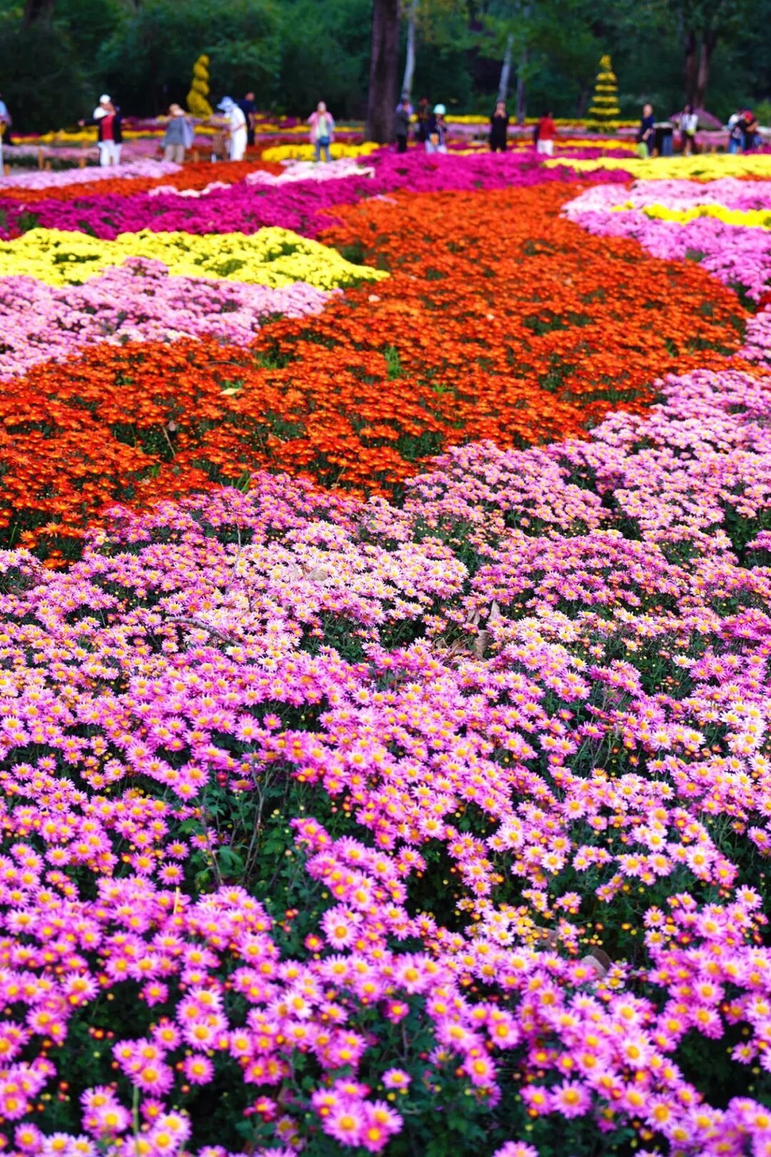 菊花展核心展区