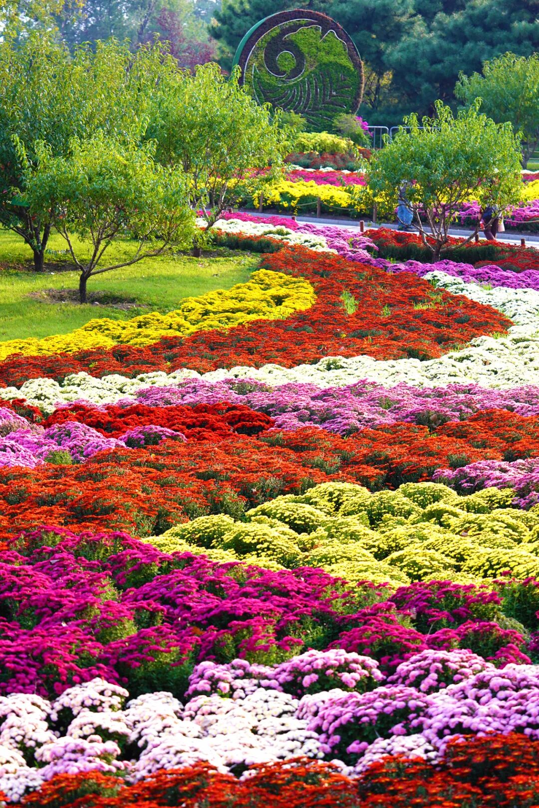 菊花展核心展区