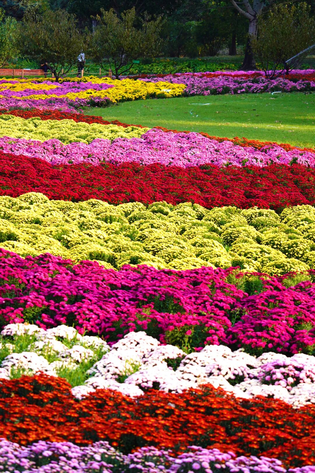 菊花展核心展区