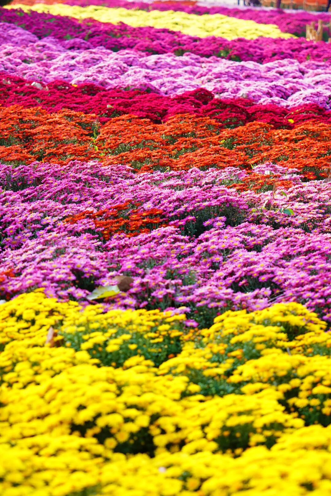菊花展核心展区