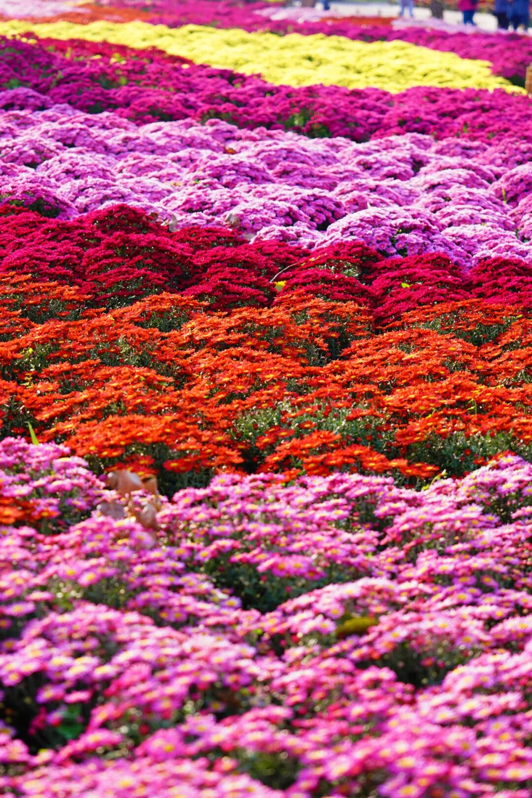 菊花展核心展区
