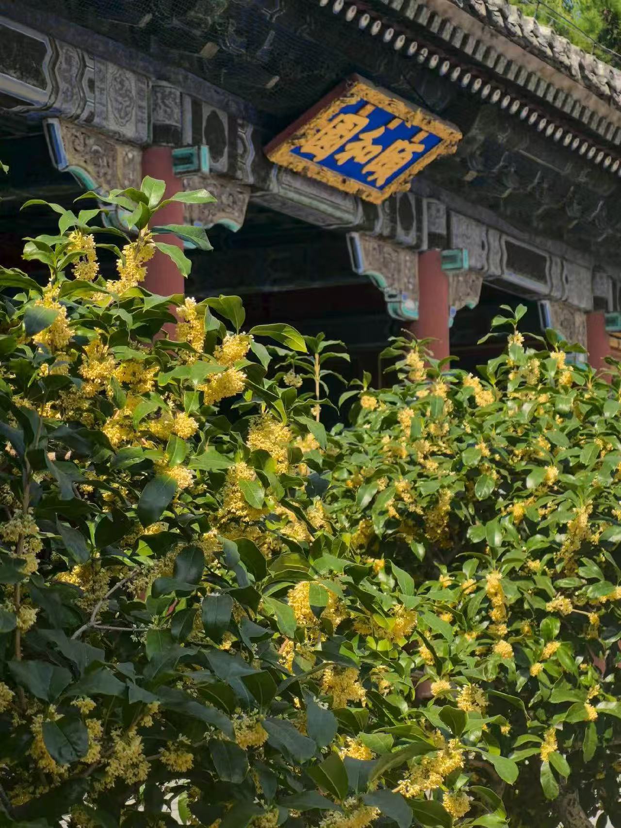 东宫门桂花.jpg