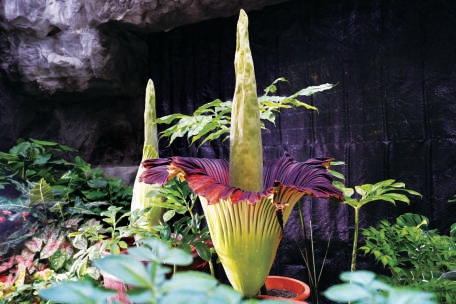 　　国家植物园已成为我国生物多样性保护的重要基地.jpg