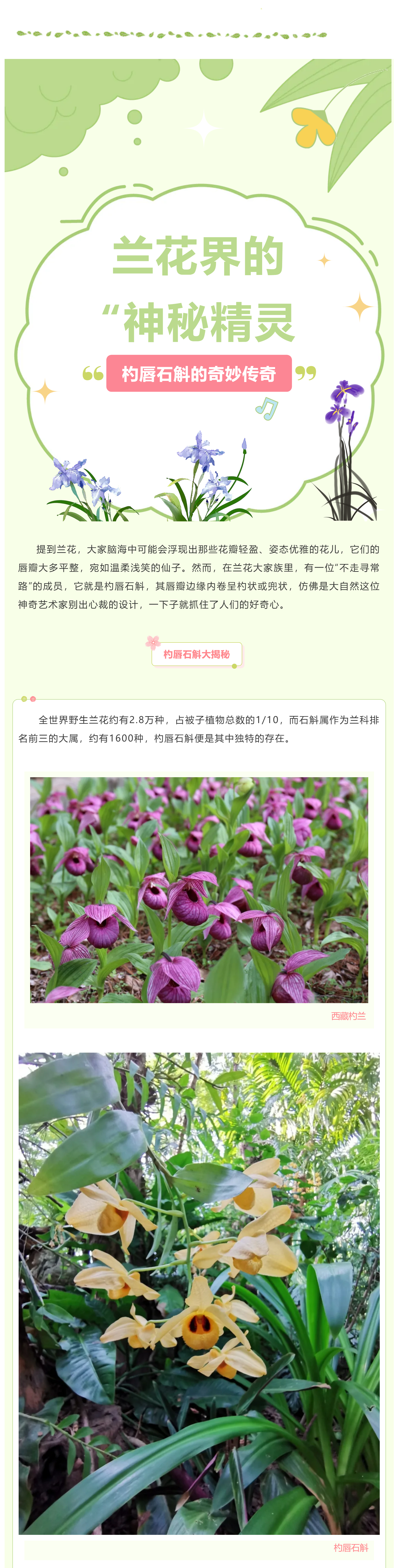 国家植物园丨兰花界的“神秘精灵”：杓唇石斛的奇妙传奇