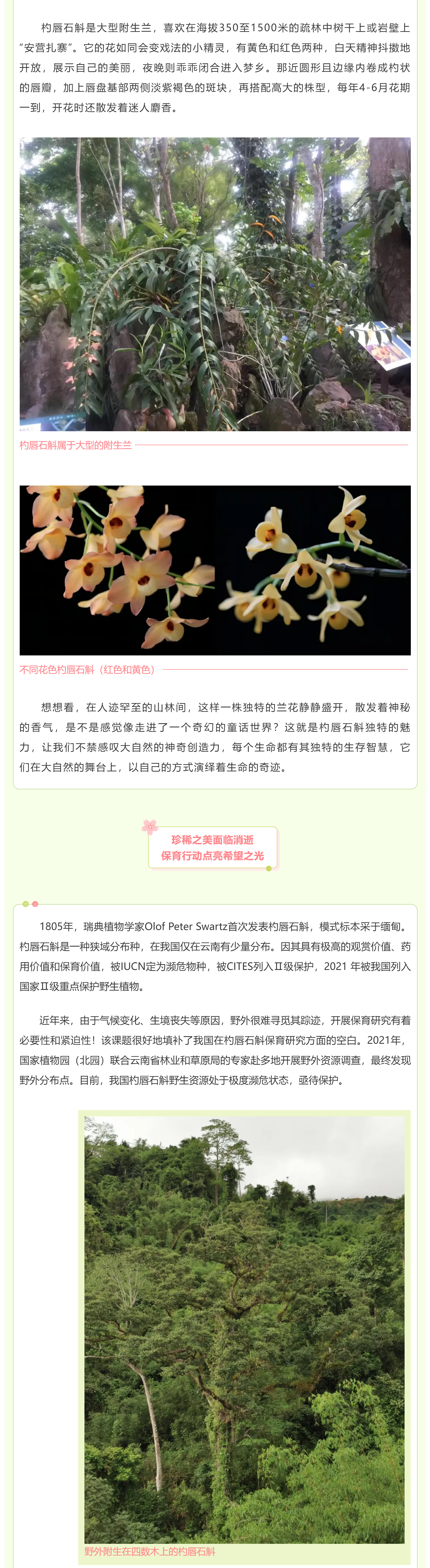 国家植物园丨兰花界的“神秘精灵”：杓唇石斛的奇妙传奇