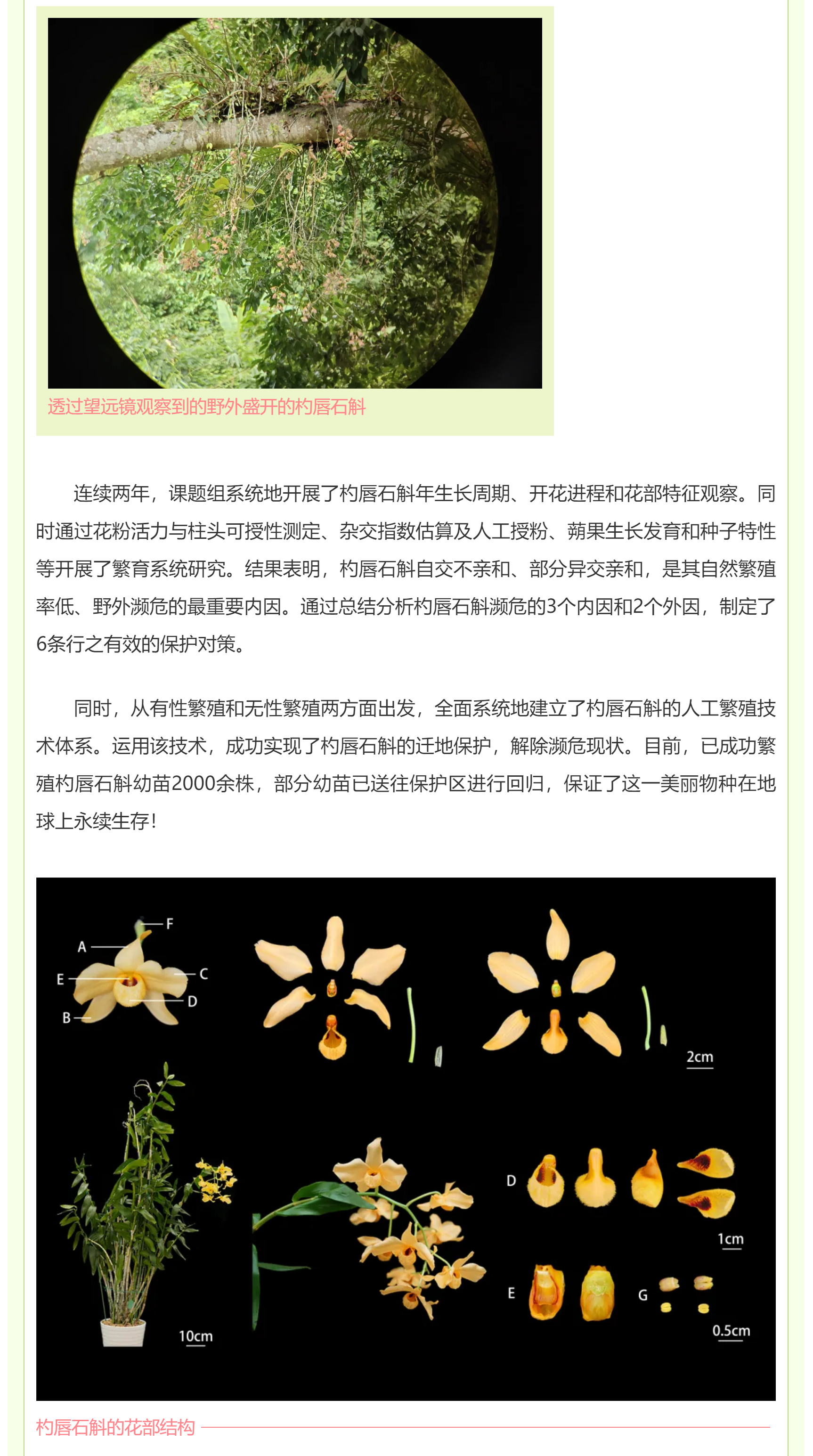国家植物园丨兰花界的“神秘精灵”：杓唇石斛的奇妙传奇
