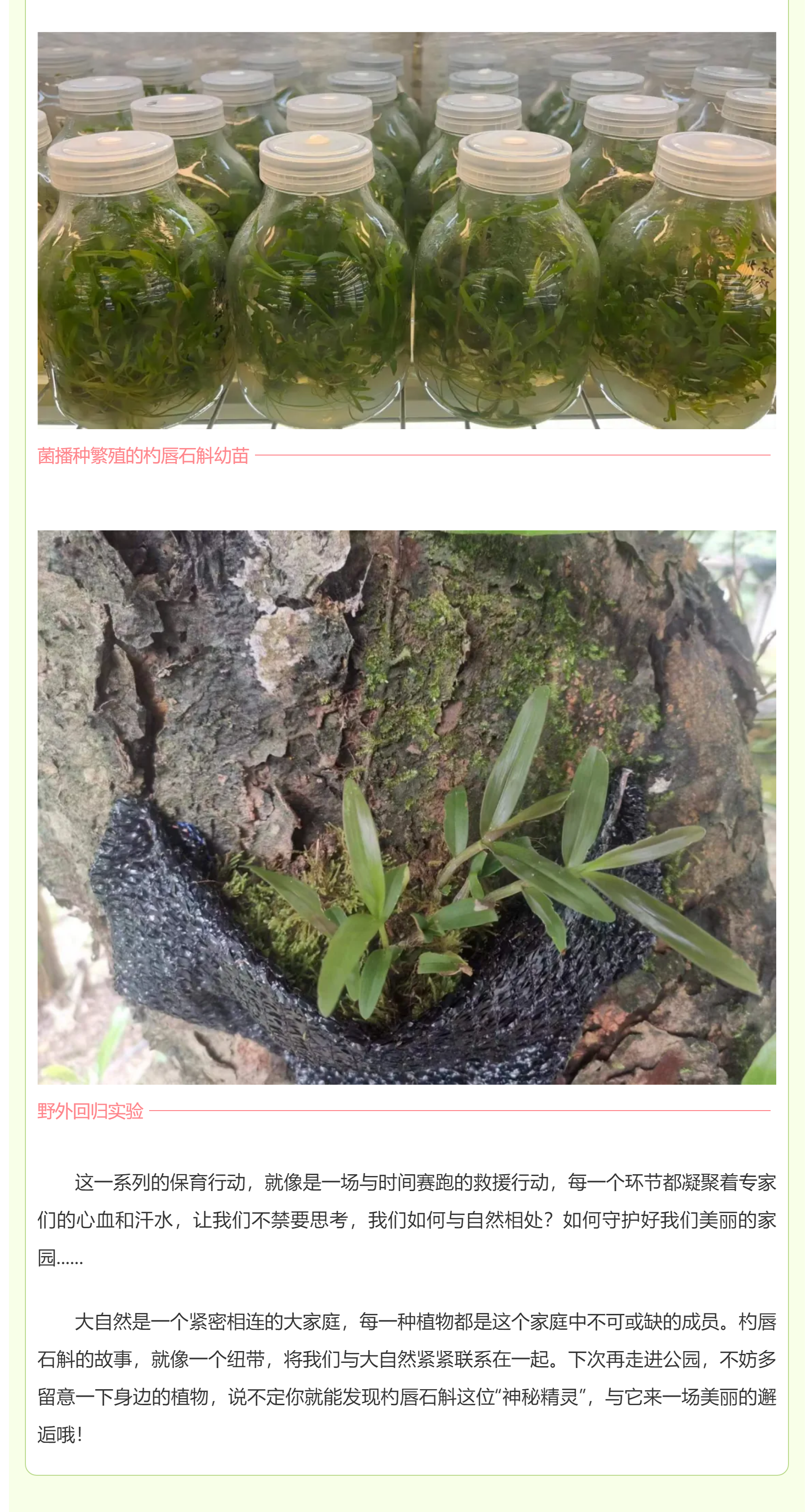国家植物园丨兰花界的“神秘精灵”：杓唇石斛的奇妙传奇