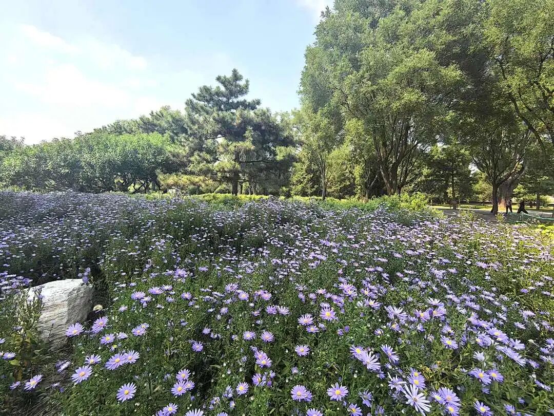紫菀图片.jpg