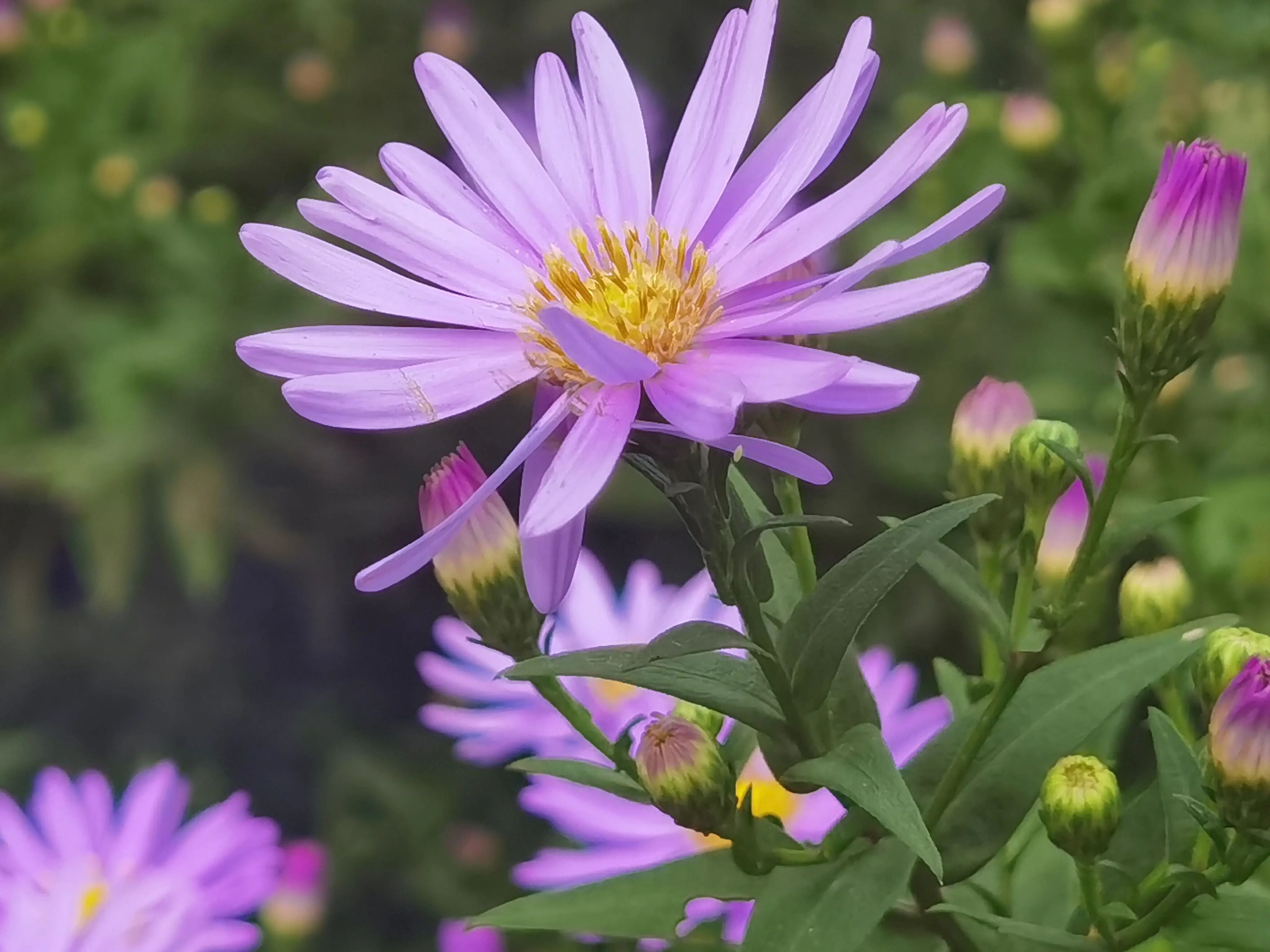 紫菀细节照片.jpg