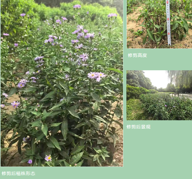 紫菀应用照片.png