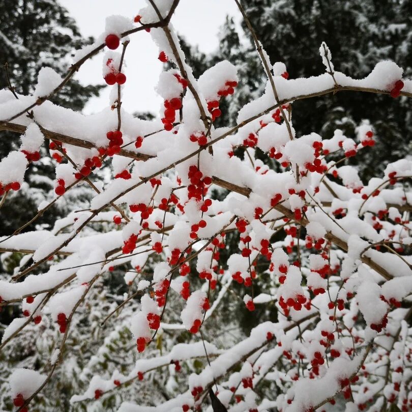 金银木冬季落雪照片.jpg