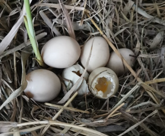 野外青头潜鸭的巢被破坏